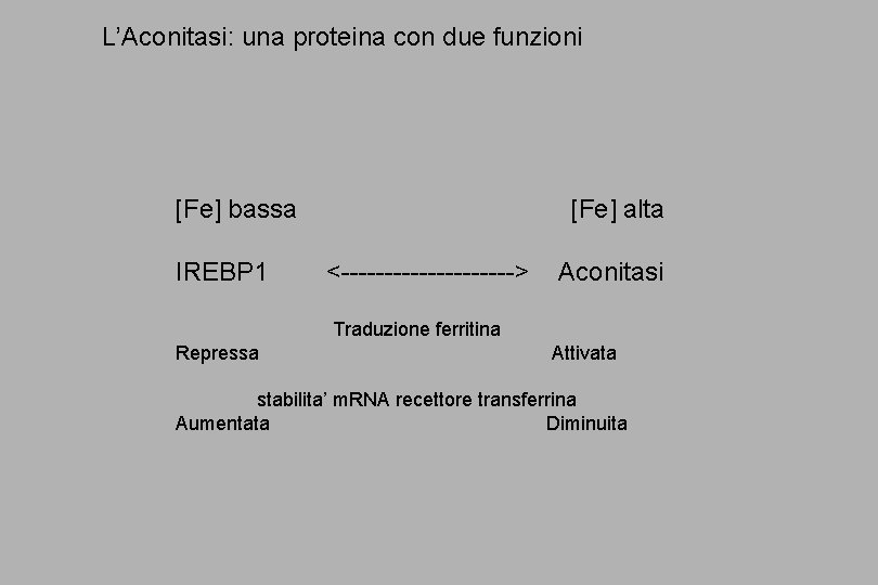 L’Aconitasi: una proteina con due funzioni [Fe] bassa IREBP 1 [Fe] alta <----------> Aconitasi