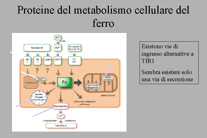 Proteine del metabolismo cellulare del ferro Esistono vie di ingresso alternative a Tf. R