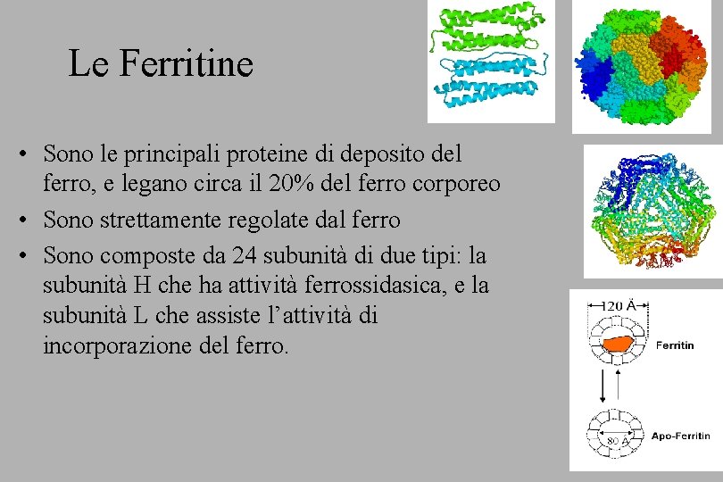 Le Ferritine • Sono le principali proteine di deposito del ferro, e legano circa