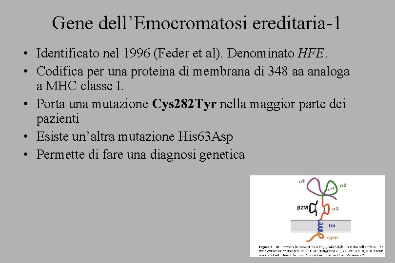 Gene dell’Emocromatosi ereditaria-1 • Identificato nel 1996 (Feder et al). Denominato HFE. • Codifica