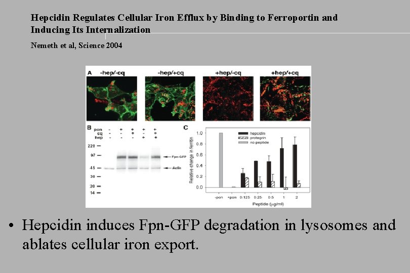 Hepcidin Regulates Cellular Iron Efflux by Binding to Ferroportin and Inducing Its Internalization Nemeth