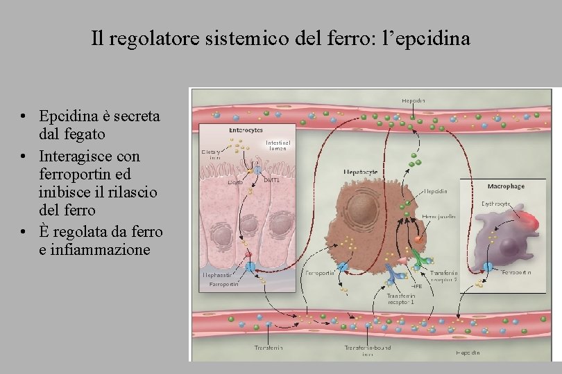 Il regolatore sistemico del ferro: l’epcidina • Epcidina è secreta dal fegato • Interagisce