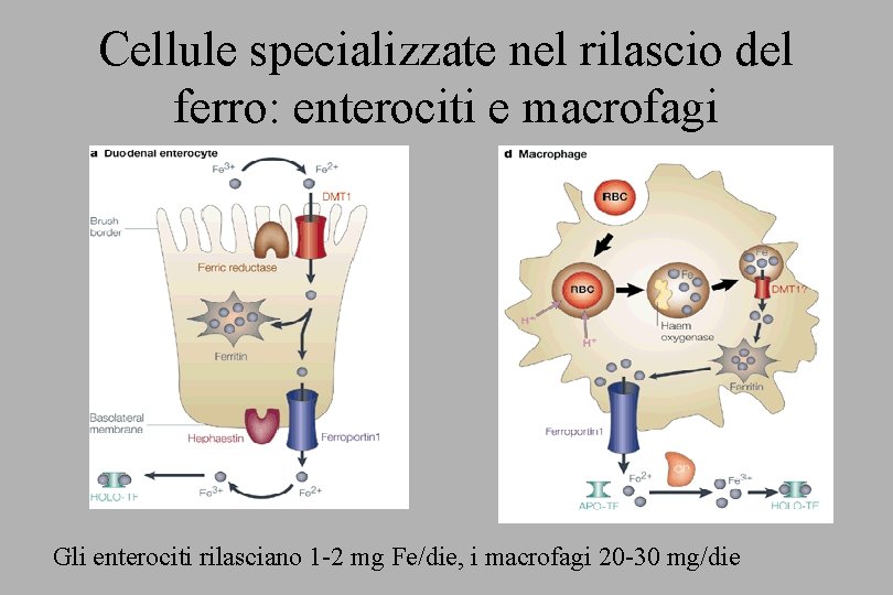 Cellule specializzate nel rilascio del ferro: enterociti e macrofagi Gli enterociti rilasciano 1 -2