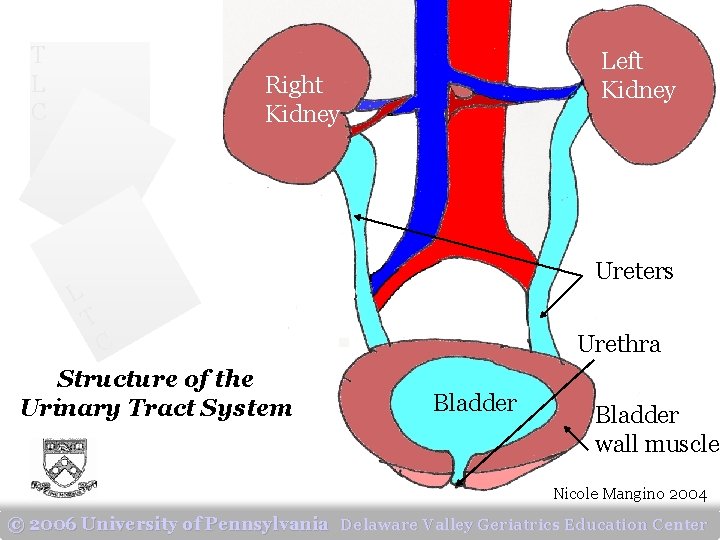 T L C Left Kidney Right Kidney L Ureters T C Structure of the