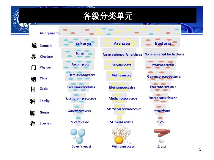 各级分类单元 All organisms 域 Domain 界 Kingdom 门 Phylum 纲 Class 目 Order 科