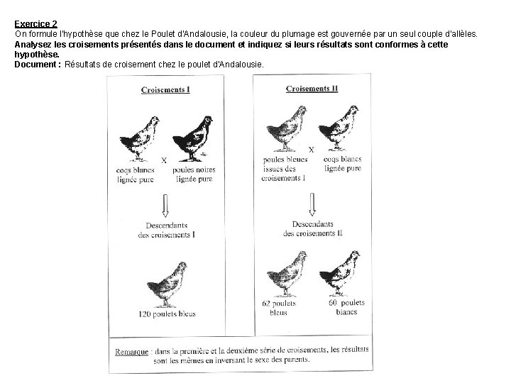 Exercice 2 On formule l’hypothèse que chez le Poulet d’Andalousie, la couleur du plumage
