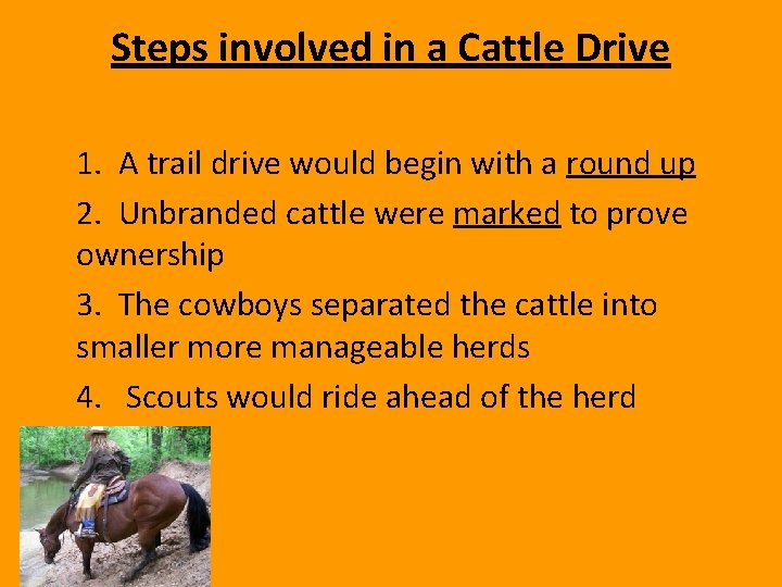 Steps involved in a Cattle Drive 1. A trail drive would begin with a