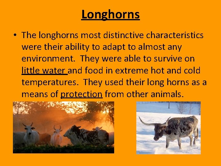 Longhorns • The longhorns most distinctive characteristics were their ability to adapt to almost