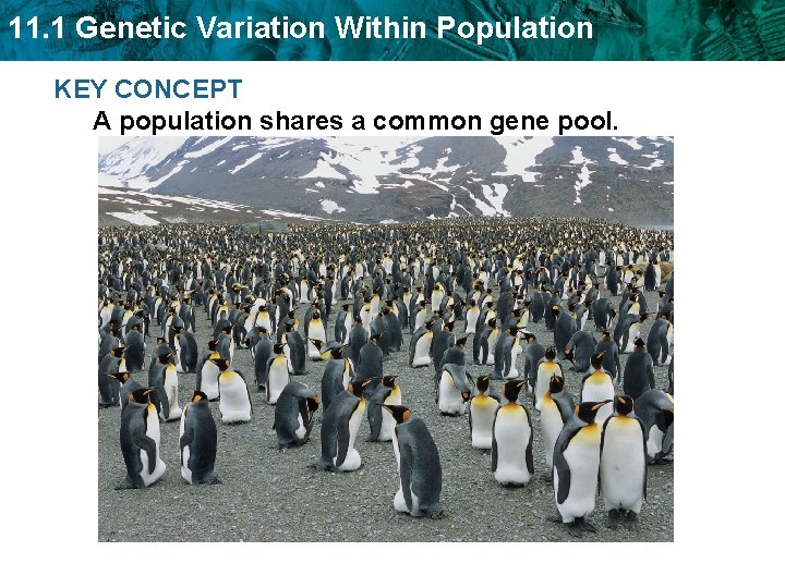 11. 1 Genetic Variation Within Population KEY CONCEPT A population shares a common gene