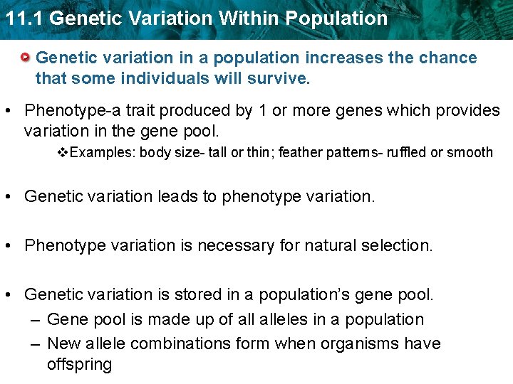 11. 1 Genetic Variation Within Population Genetic variation in a population increases the chance