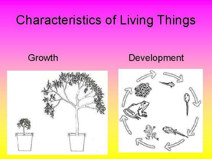 Characteristics of Living Things Growth Development 