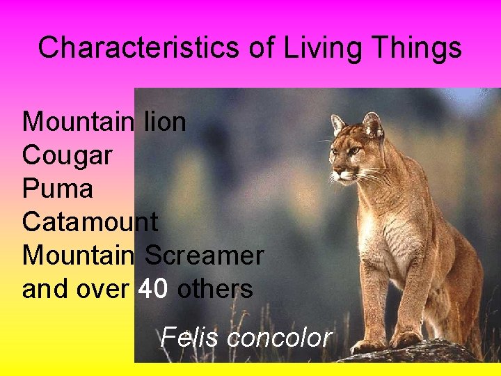 Characteristics of Living Things Mountain lion Cougar Puma Catamount Mountain Screamer and over 40