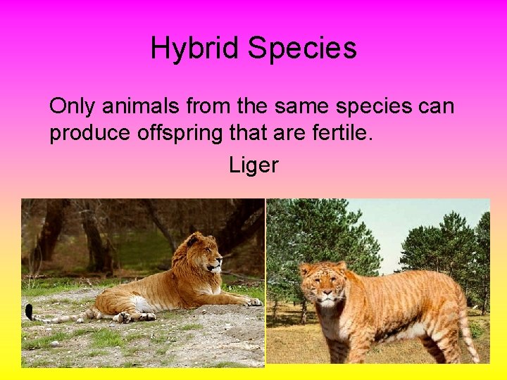 Hybrid Species Only animals from the same species can produce offspring that are fertile.