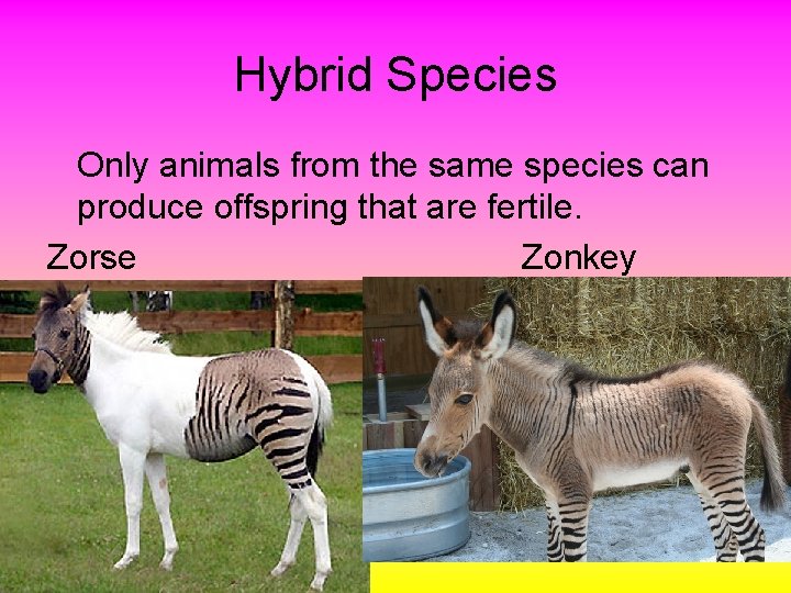 Hybrid Species Only animals from the same species can produce offspring that are fertile.