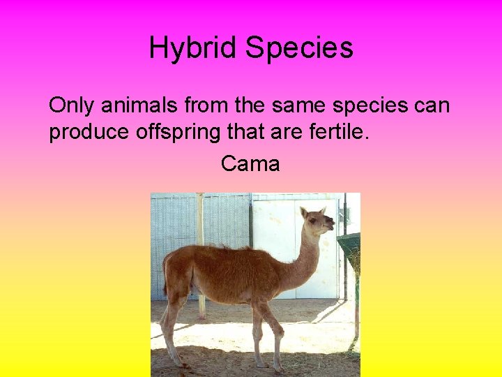 Hybrid Species Only animals from the same species can produce offspring that are fertile.