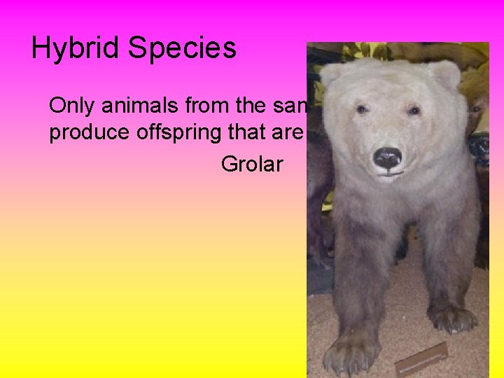 Hybrid Species Only animals from the same species can produce offspring that are fertile.