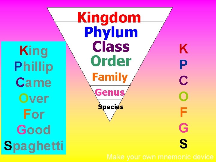 King Phillip Came Over For Good Spaghetti Kingdom Phylum Class Order Family Genus Species
