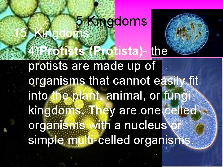5 Kingdoms 15. Kingdoms 4)Protists (Protista)- the protists are made up of organisms that