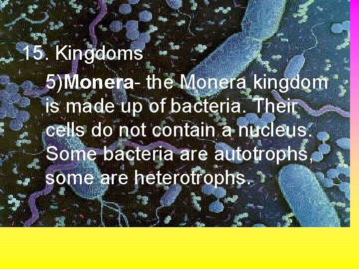 5 Kingdoms 15. Kingdoms 5)Monera- the Monera kingdom is made up of bacteria. Their