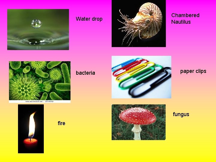 Water drop bacteria Chambered Nautilus paper clips fungus fire 