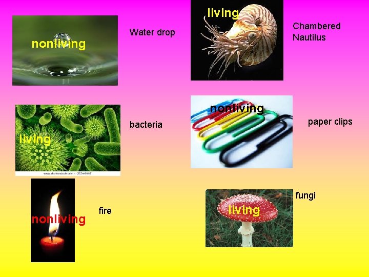 living Chambered Nautilus Water drop nonliving paper clips bacteria living fungi nonliving fire living