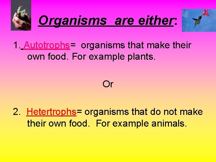 Organisms are either: 1. Autotrophs= organisms that make their own food. For example plants.