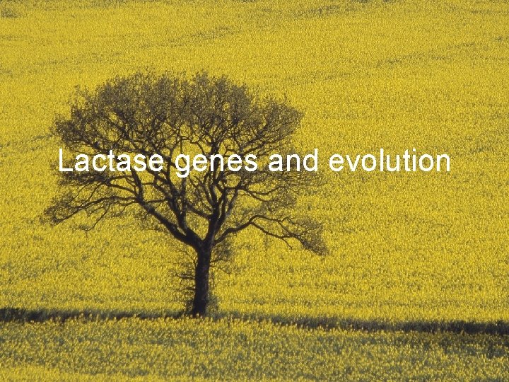 Lactase genes and evolution 
