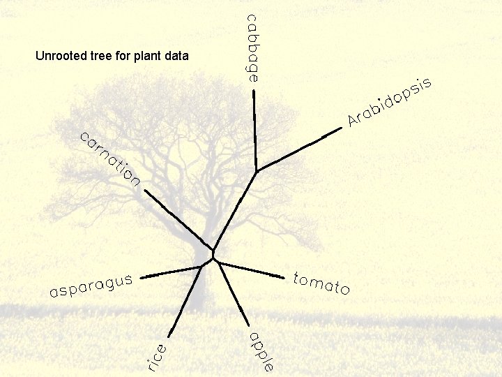 Unrooted tree for plant data 