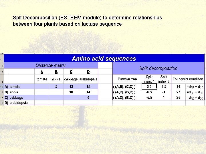 Splt Decomposition (ESTEEM module) to determine relationships between four plants based on lactase sequence