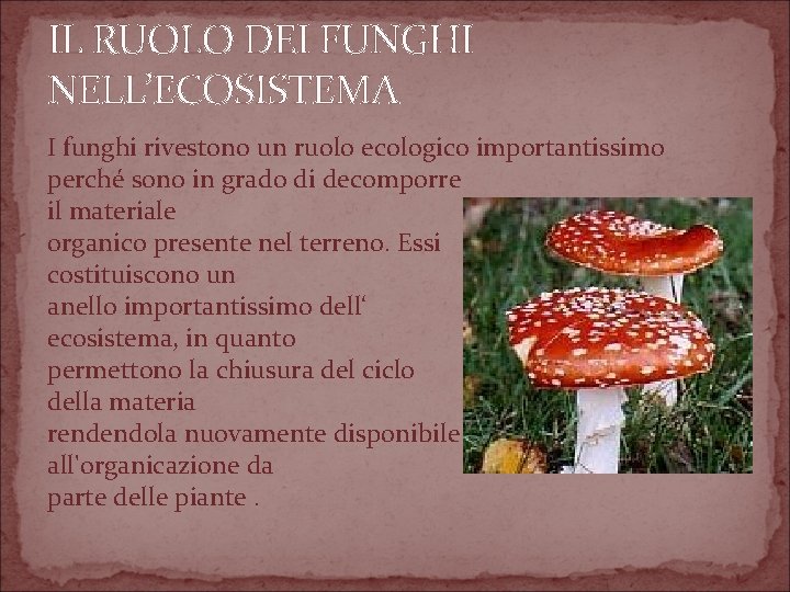 IL RUOLO DEI FUNGHI NELL’ECOSISTEMA I funghi rivestono un ruolo ecologico importantissimo perché sono