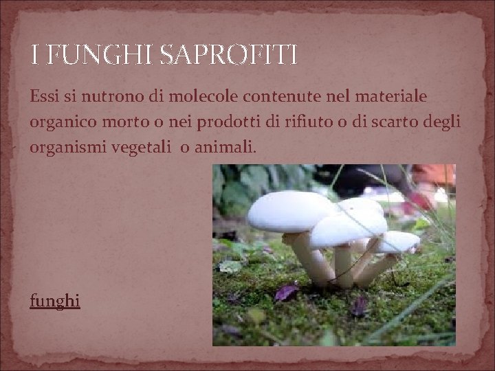 I FUNGHI SAPROFITI Essi si nutrono di molecole contenute nel materiale organico morto o