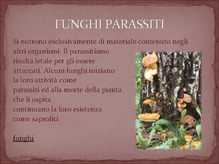 FUNGHI PARASSITI Si nutrono esclusivamente di materiale contenuto negli altri organismi. Il parassitismo risulta