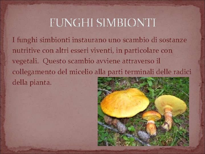 FUNGHI SIMBIONTI I funghi simbionti instaurano uno scambio di sostanze nutritive con altri esseri
