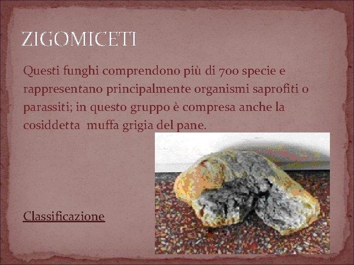 ZIGOMICETI Questi funghi comprendono più di 700 specie e rappresentano principalmente organismi saprofiti o