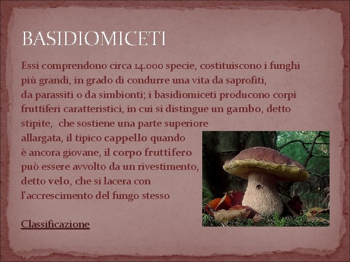 BASIDIOMICETI Essi comprendono circa 14. 000 specie, costituiscono i funghi più grandi, in grado