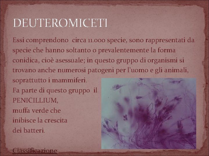 DEUTEROMICETI Essi comprendono circa 11. 000 specie, sono rappresentati da specie che hanno soltanto