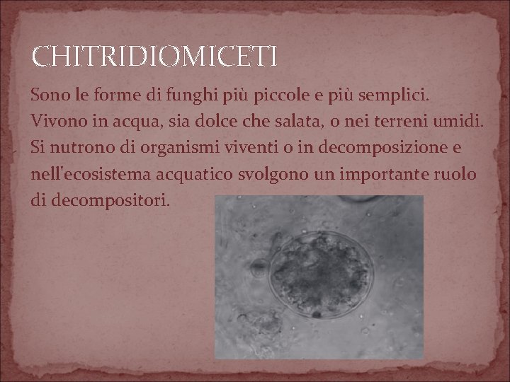 CHITRIDIOMICETI Sono le forme di funghi più piccole e più semplici. Vivono in acqua,