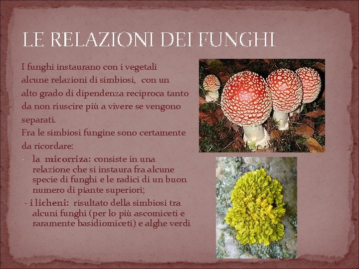 LE RELAZIONI DEI FUNGHI I funghi instaurano con i vegetali alcune relazioni di simbiosi,