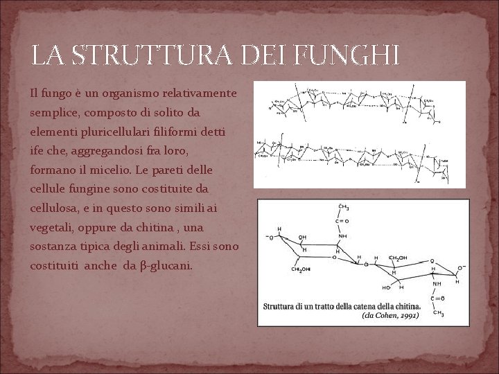 LA STRUTTURA DEI FUNGHI Il fungo è un organismo relativamente semplice, composto di solito
