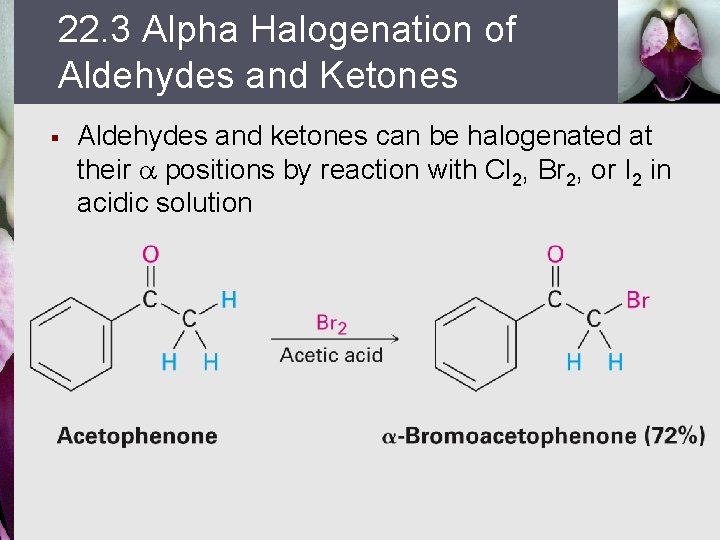 22. 3 Alpha Halogenation of Aldehydes and Ketones § Aldehydes and ketones can be