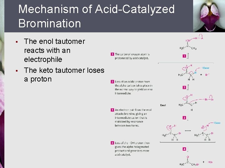 Mechanism of Acid-Catalyzed Bromination § § The enol tautomer reacts with an electrophile The