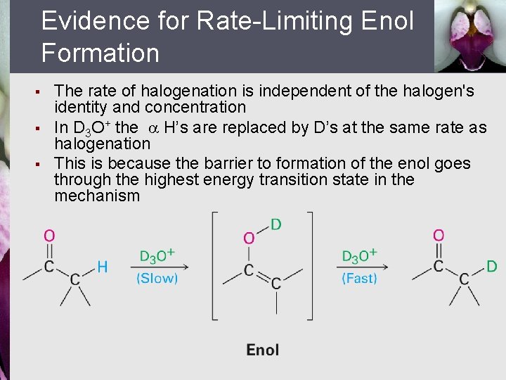 Evidence for Rate-Limiting Enol Formation § § § The rate of halogenation is independent