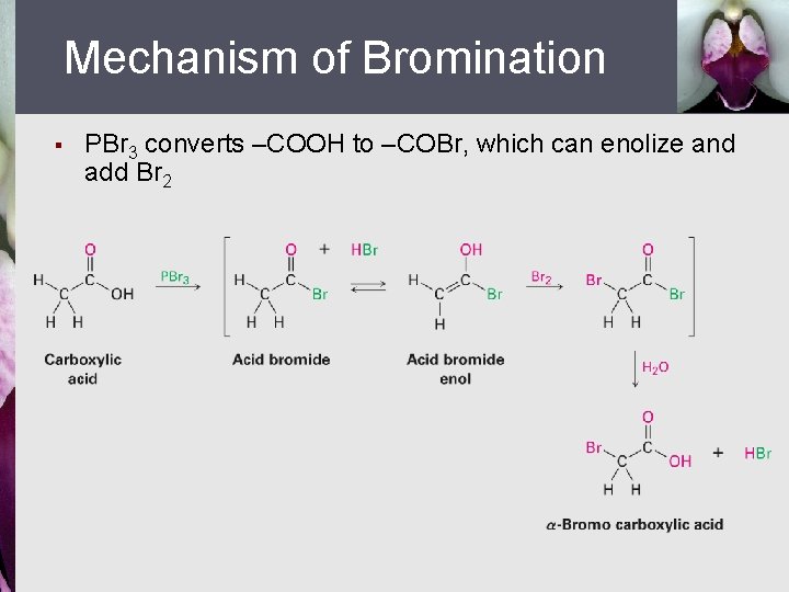 Mechanism of Bromination § PBr 3 converts –COOH to –COBr, which can enolize and