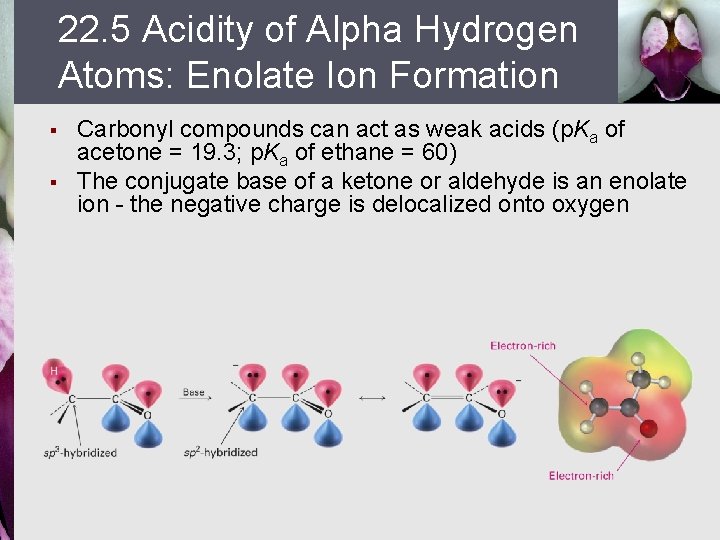 22. 5 Acidity of Alpha Hydrogen Atoms: Enolate Ion Formation § § Carbonyl compounds