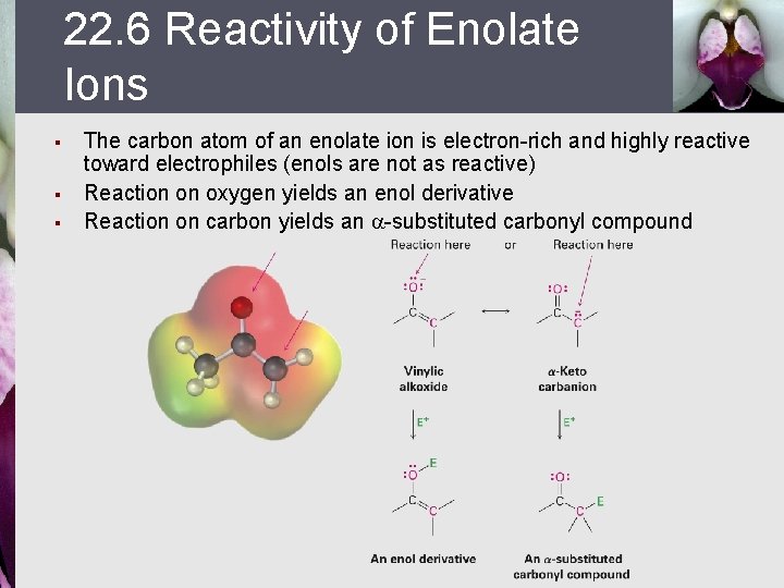 22. 6 Reactivity of Enolate Ions § § § The carbon atom of an