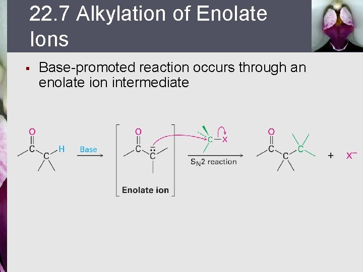 22. 7 Alkylation of Enolate Ions § Base-promoted reaction occurs through an enolate ion