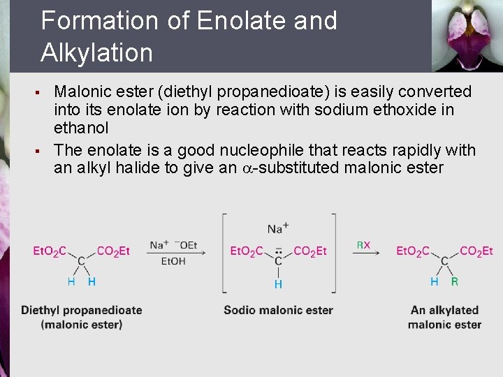 Formation of Enolate and Alkylation § § Malonic ester (diethyl propanedioate) is easily converted