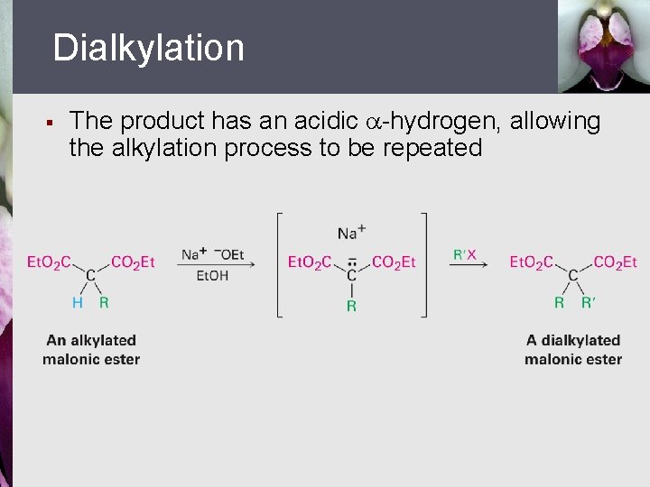 Dialkylation § The product has an acidic -hydrogen, allowing the alkylation process to be
