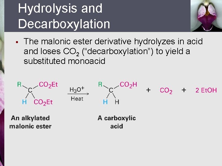Hydrolysis and Decarboxylation § The malonic ester derivative hydrolyzes in acid and loses CO
