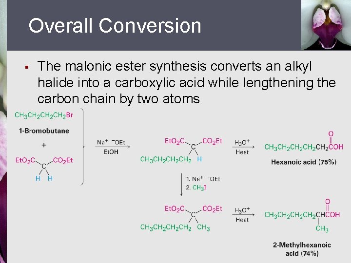 Overall Conversion § The malonic ester synthesis converts an alkyl halide into a carboxylic
